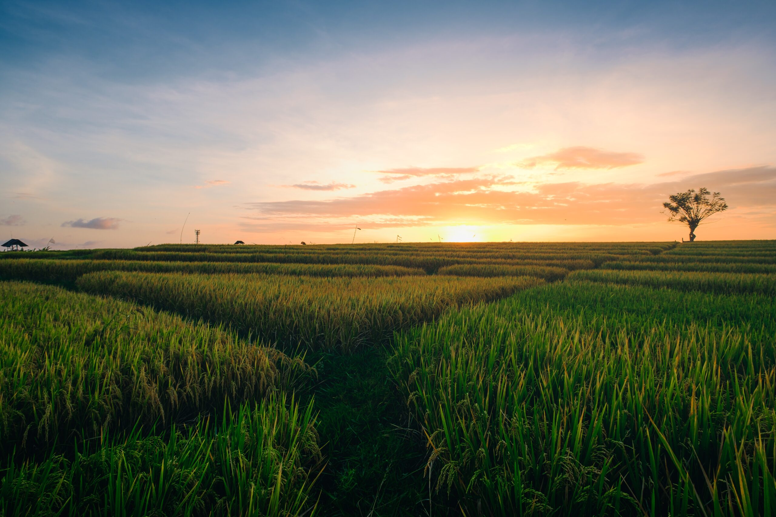A beautiful view of the green fields at the sunrise captured in Canggu Bali