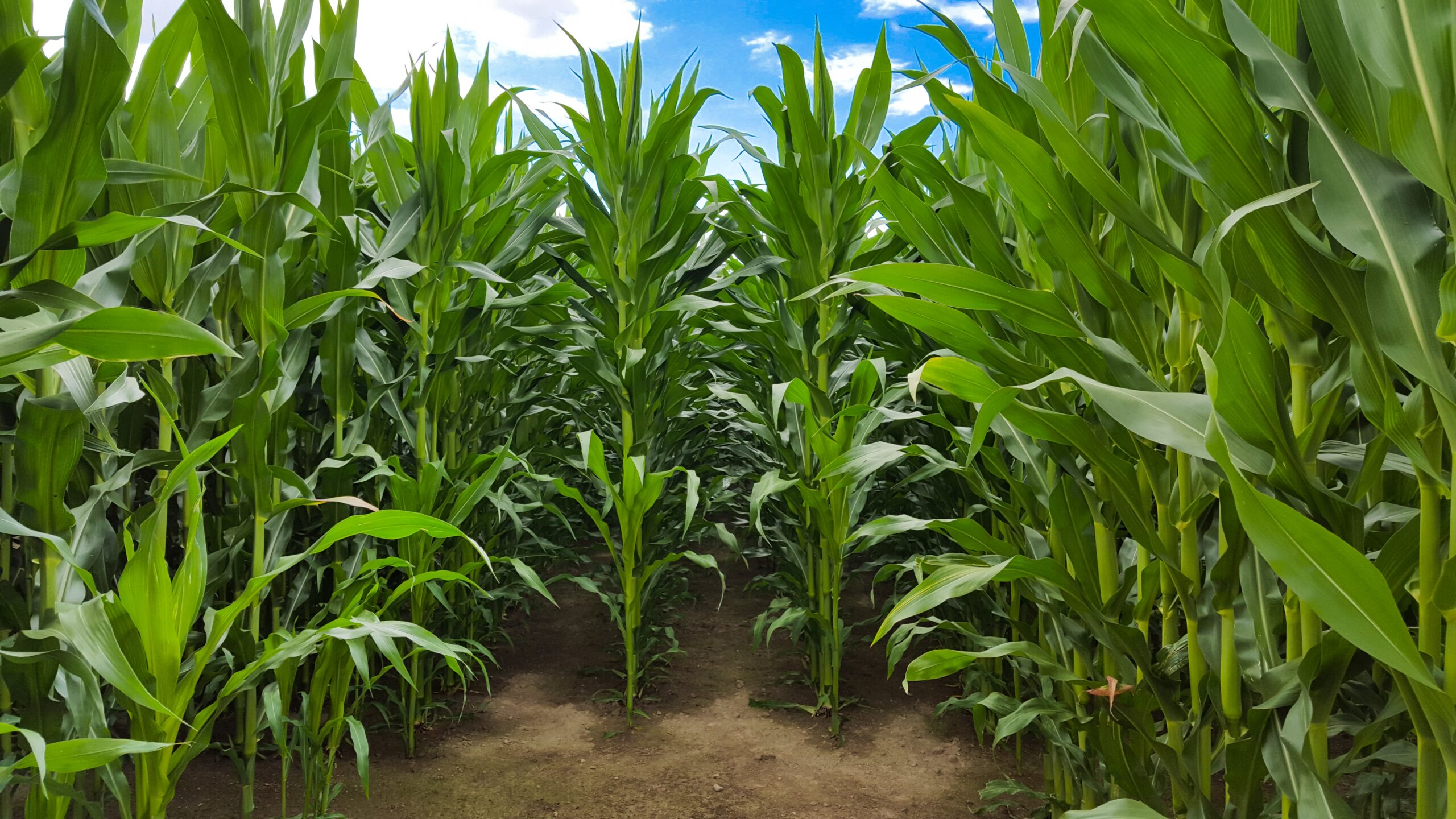 A front view of a corn field which plants have reached their maximum height